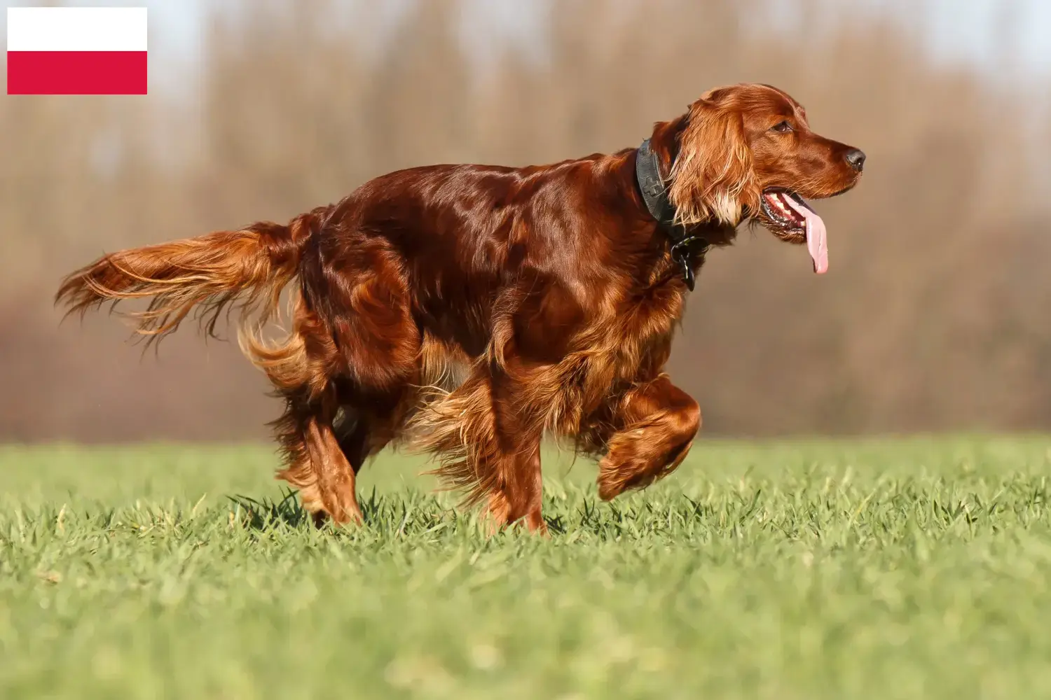 Read more about the article Irish Red Setter breeders and puppies in Poland