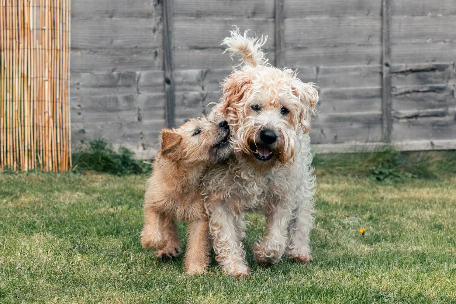 Irish Soft Coated Wheaten Terrier breeders and puppies in Germany Dogweb