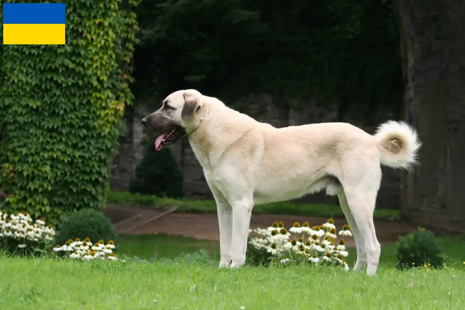 Read more about the article Kangal breeders and puppies in Ukraine