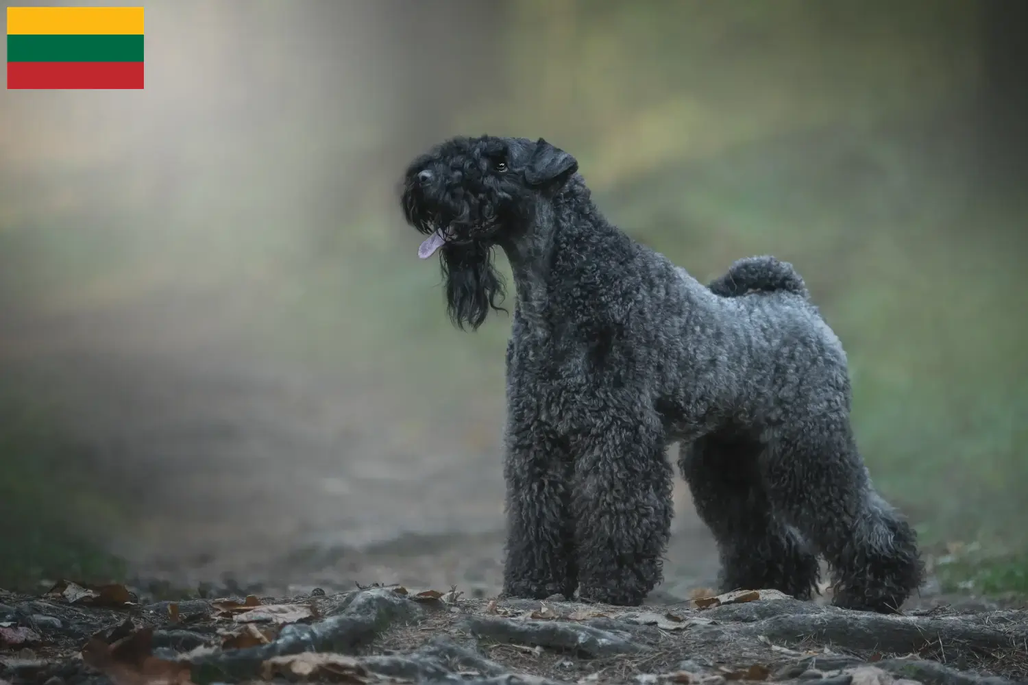 Read more about the article Kerry Blue Terrier breeders and puppies in Lithuania