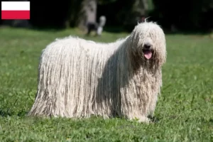 Read more about the article Komondor breeders and puppies in Poland