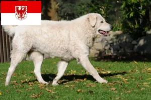 Read more about the article Kuvasz breeders and puppies in Brandenburg