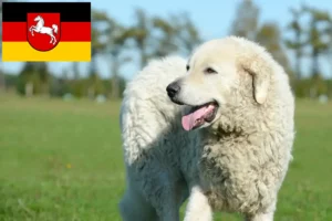 Read more about the article Kuvasz breeders and puppies in Lower Saxony