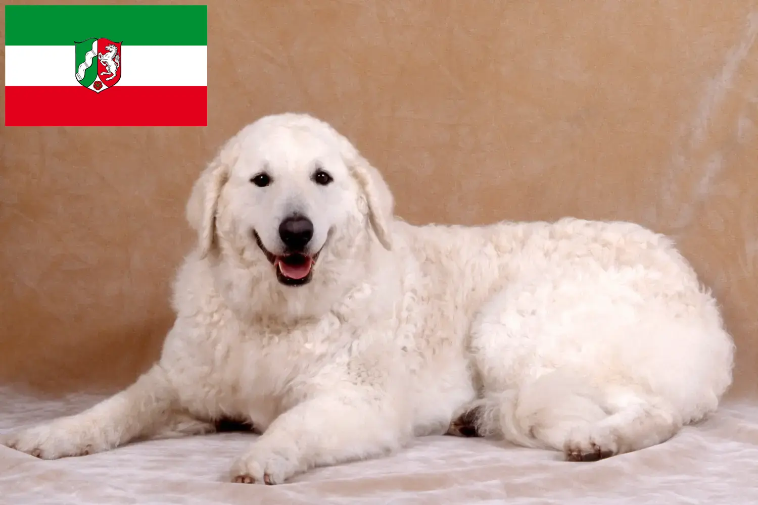 Read more about the article Kuvasz breeders and puppies in North Rhine-Westphalia