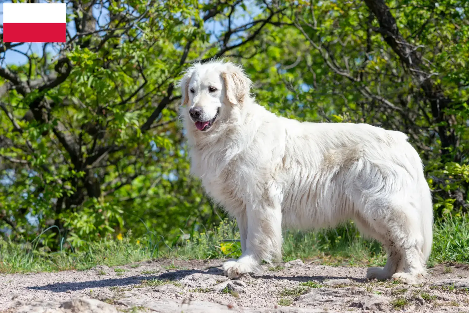 Read more about the article Kuvasz breeders and puppies in Poland