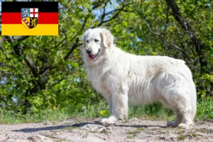 Read more about the article Kuvasz breeders and puppies in Saarland