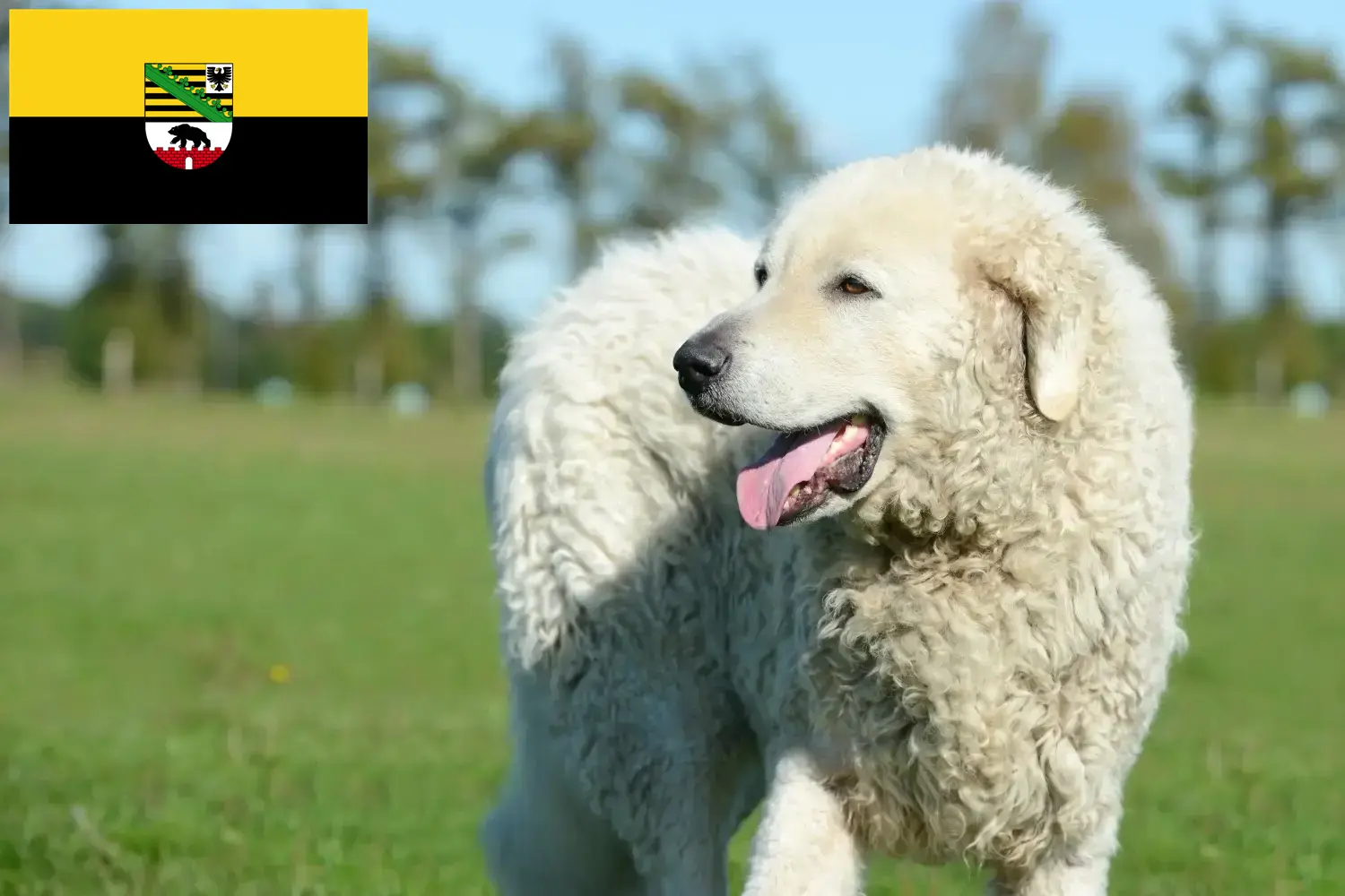 Read more about the article Kuvasz breeders and puppies in Saxony-Anhalt