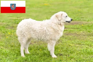 Read more about the article Kuvasz breeders and puppies in Thuringia