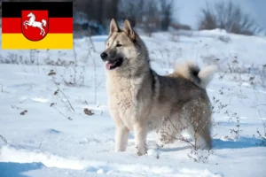 Read more about the article Laika breeders and puppies in Lower Saxony