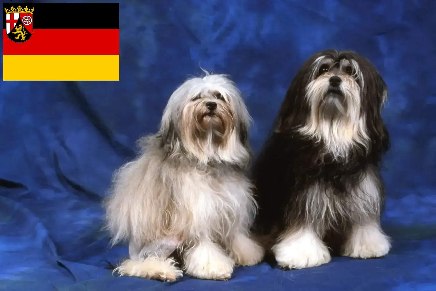 Read more about the article Löwchen breeders and puppies in Rhineland-Palatinate