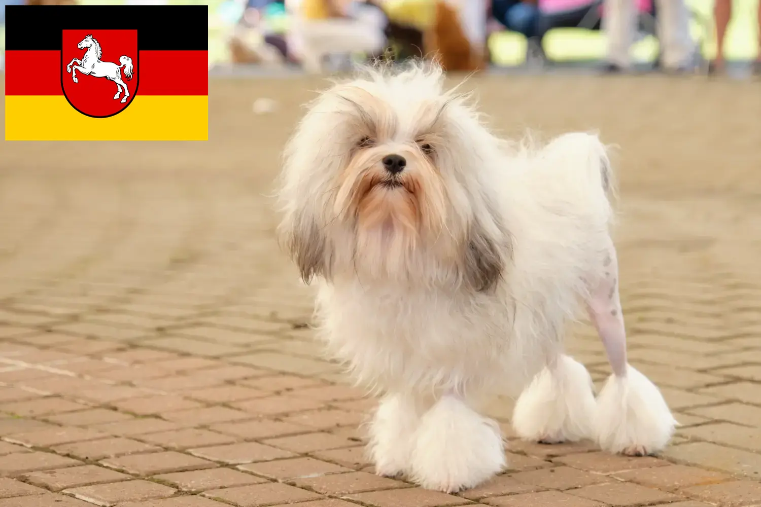 Read more about the article Löwchen breeders and puppies in Lower Saxony