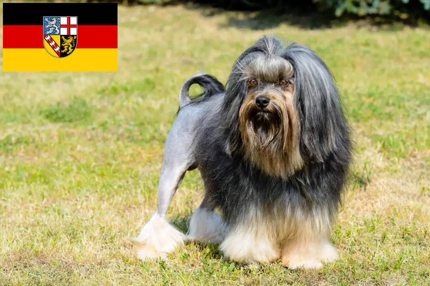 Read more about the article Löwchen breeders and puppies in Saarland