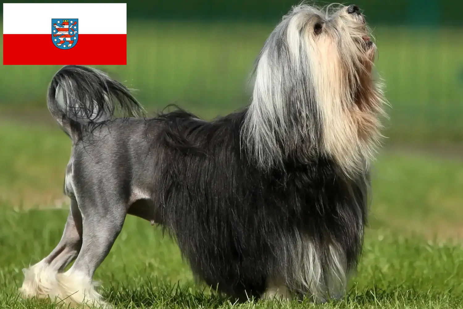 Read more about the article Löwchen breeders and puppies in Thuringia