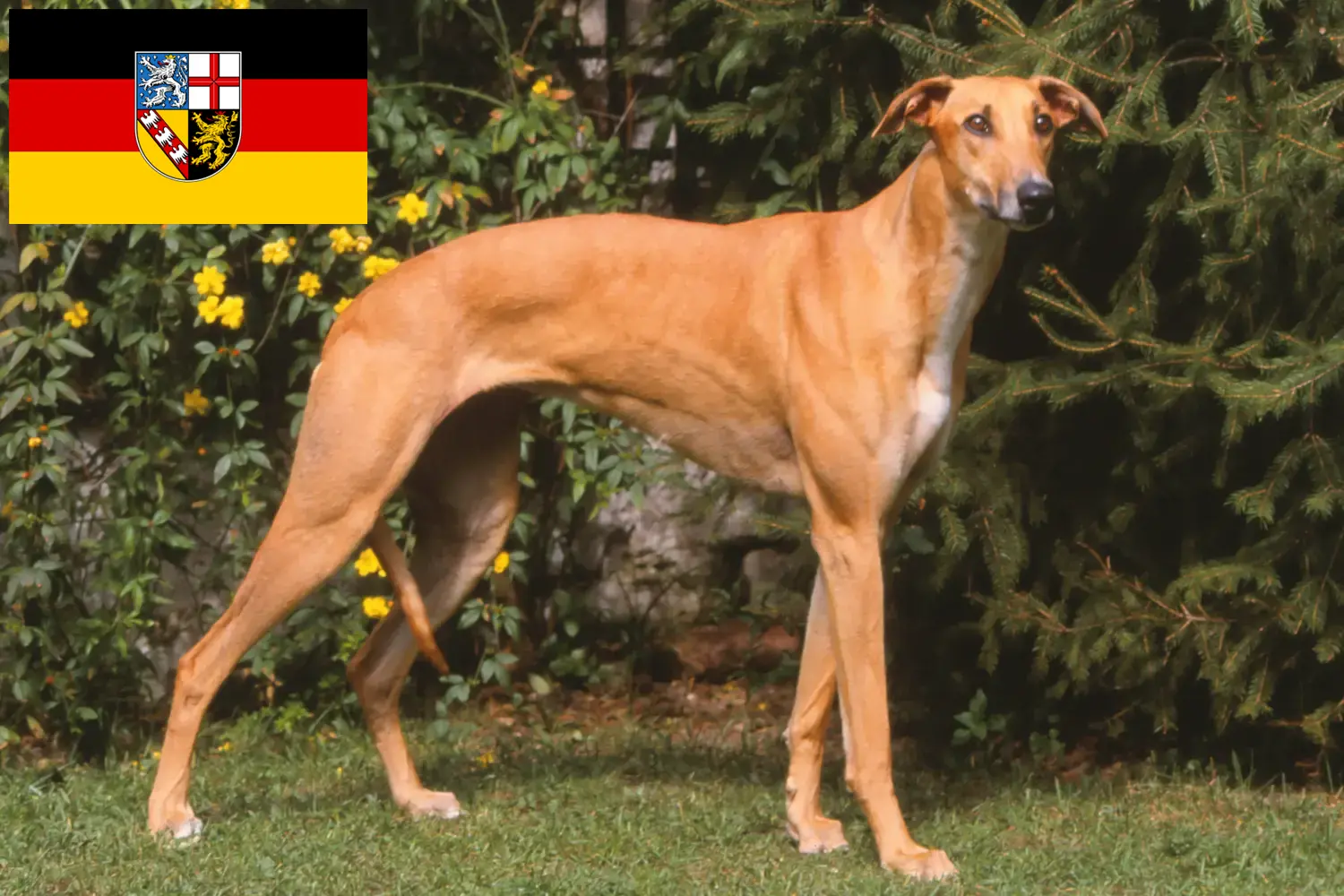 Read more about the article Magyar Agar breeders and puppies in Saarland