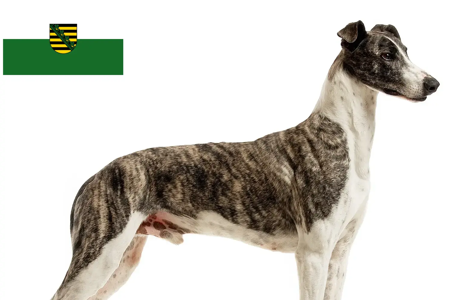 Read more about the article Magyar Agar breeders and puppies in Saxony