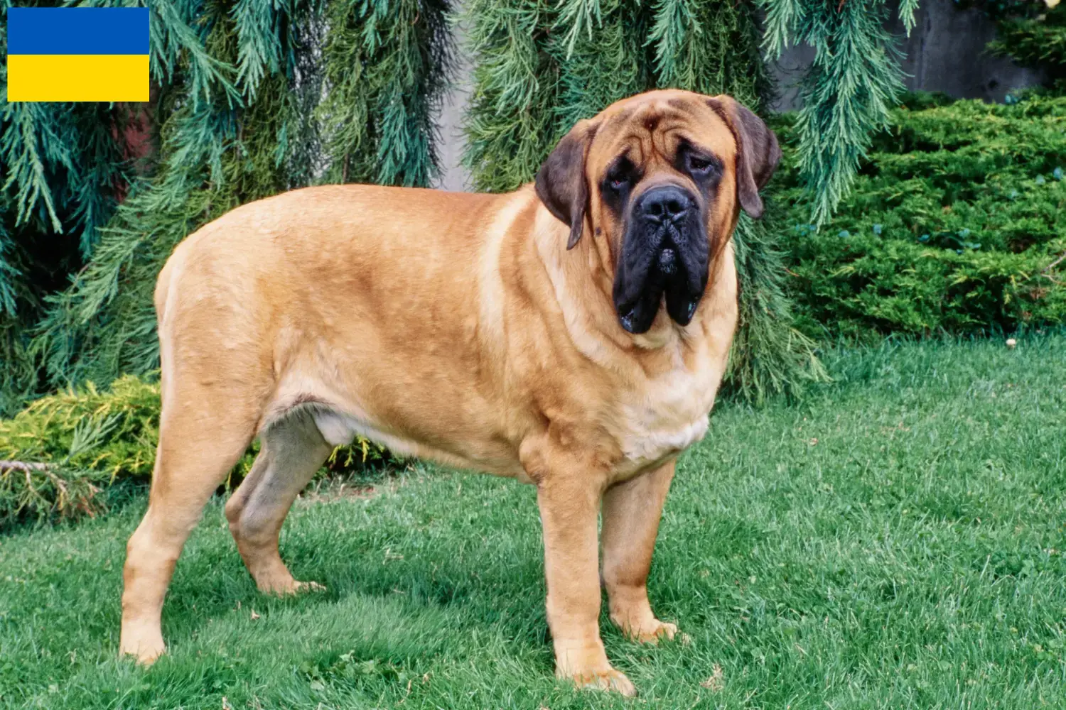 Read more about the article Mastiff breeders and puppies in Ukraine