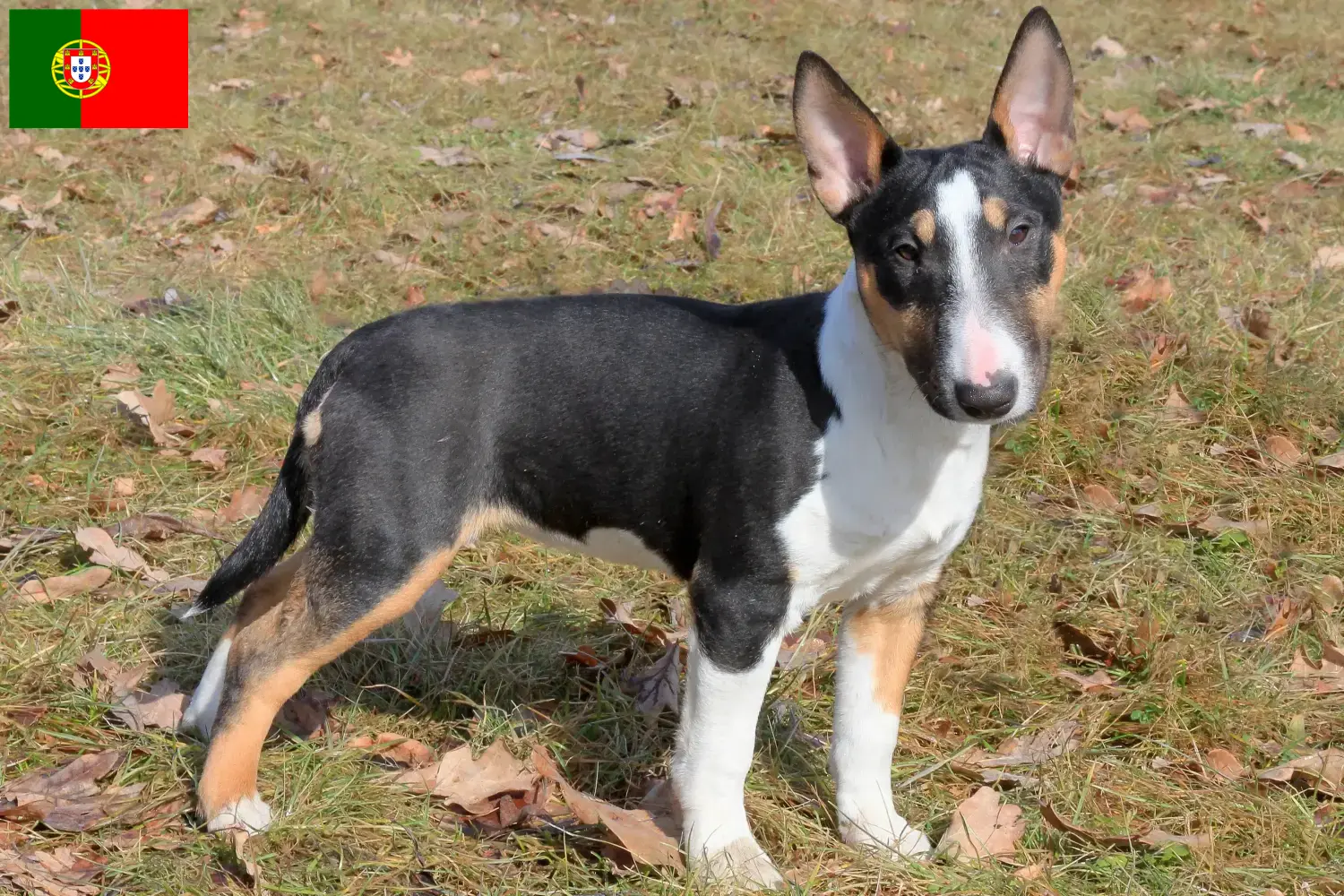Read more about the article Miniature Bull Terrier breeders and puppies in Portugal