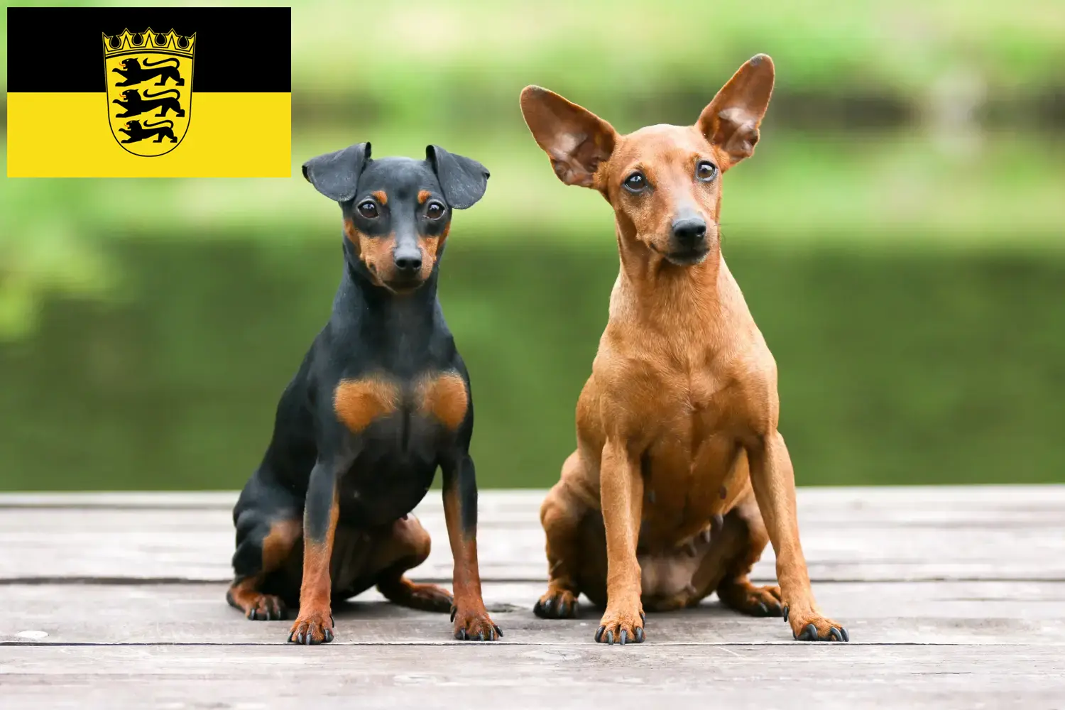 Read more about the article Miniature Pinscher breeders and puppies in Baden-Württemberg