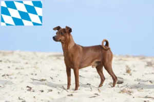 Read more about the article Miniature Pinscher breeders and puppies in Bavaria
