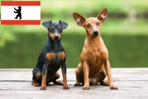 Read more about the article Miniature Pinscher breeder and puppies in Berlin