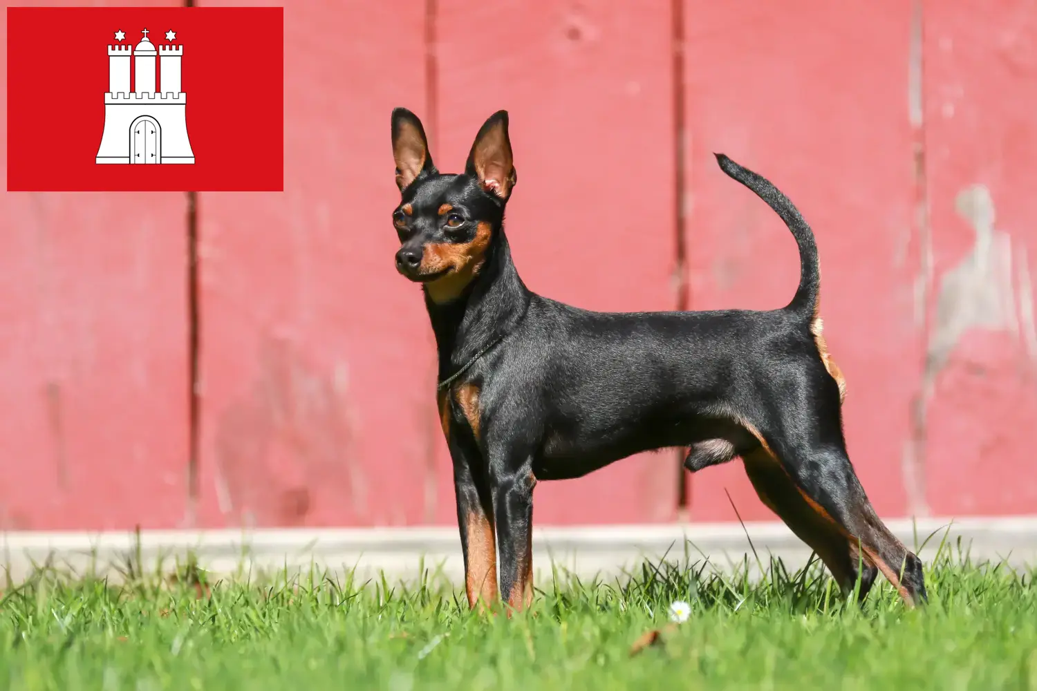 Read more about the article Miniature Pinscher breeder and puppies in Hamburg