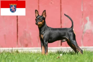 Read more about the article Miniature Pinscher breeders and puppies in Hessen