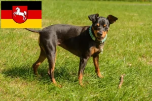 Read more about the article Miniature Pinscher breeders and puppies in Lower Saxony