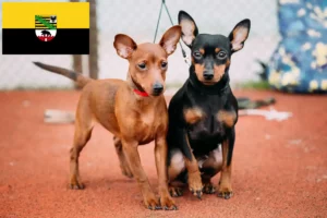 Read more about the article Miniature Pinscher breeders and puppies in Saxony-Anhalt