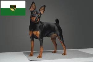 Read more about the article Miniature Pinscher breeders and puppies in Saxony