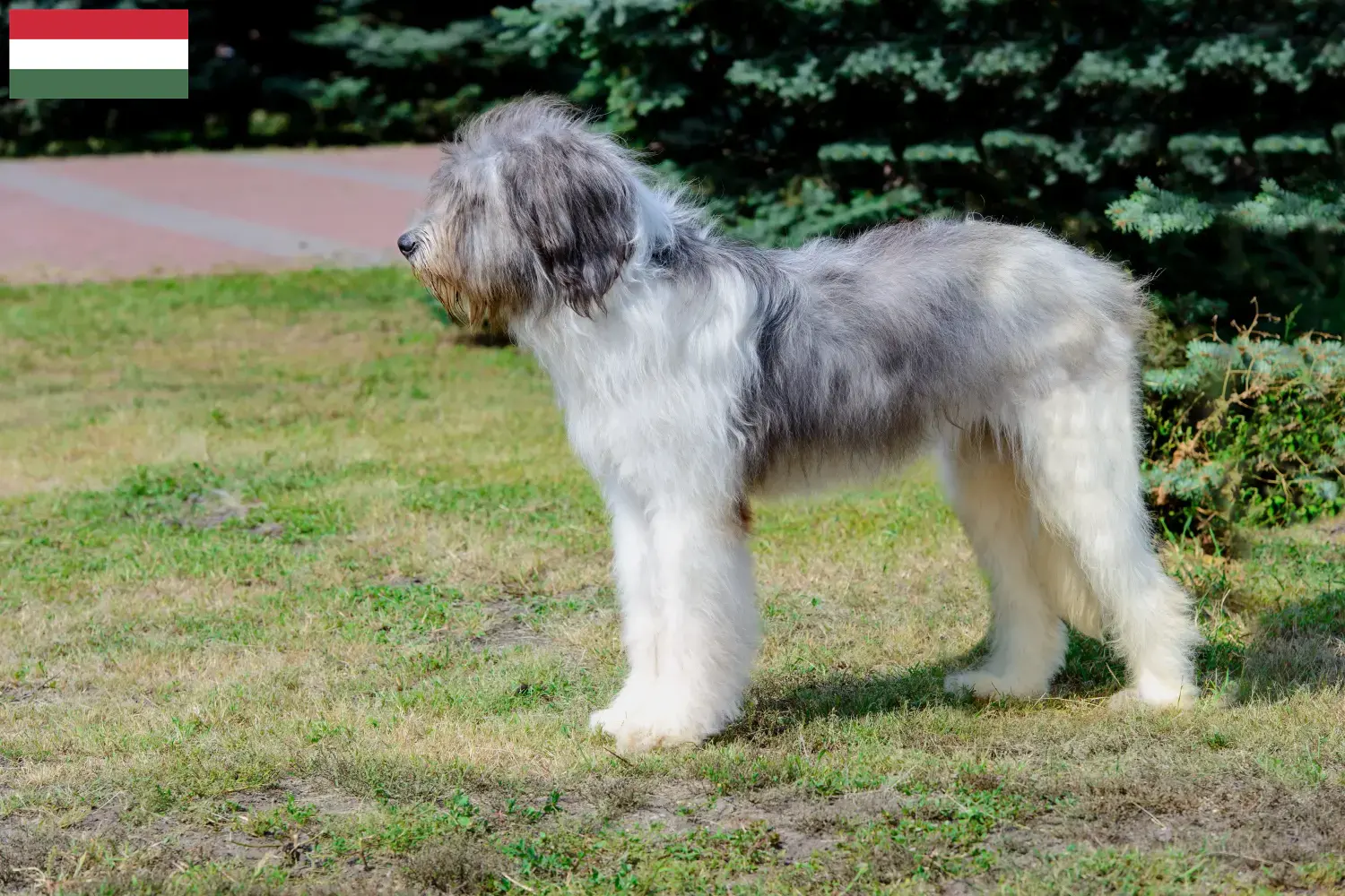Read more about the article Mioritic breeders and puppies in Hungary