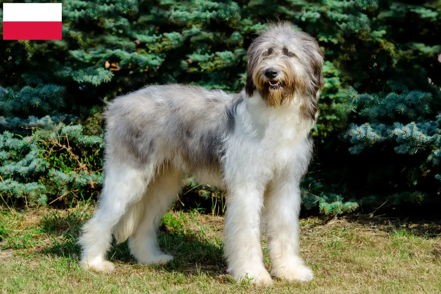 Read more about the article Mioritic breeders and puppies in Poland