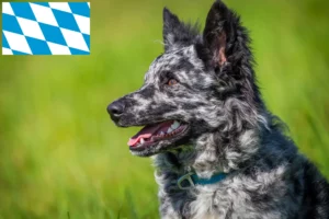 Read more about the article Mudi breeders and puppies in Bavaria