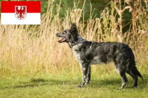 Read more about the article Mudi breeders and puppies in Brandenburg