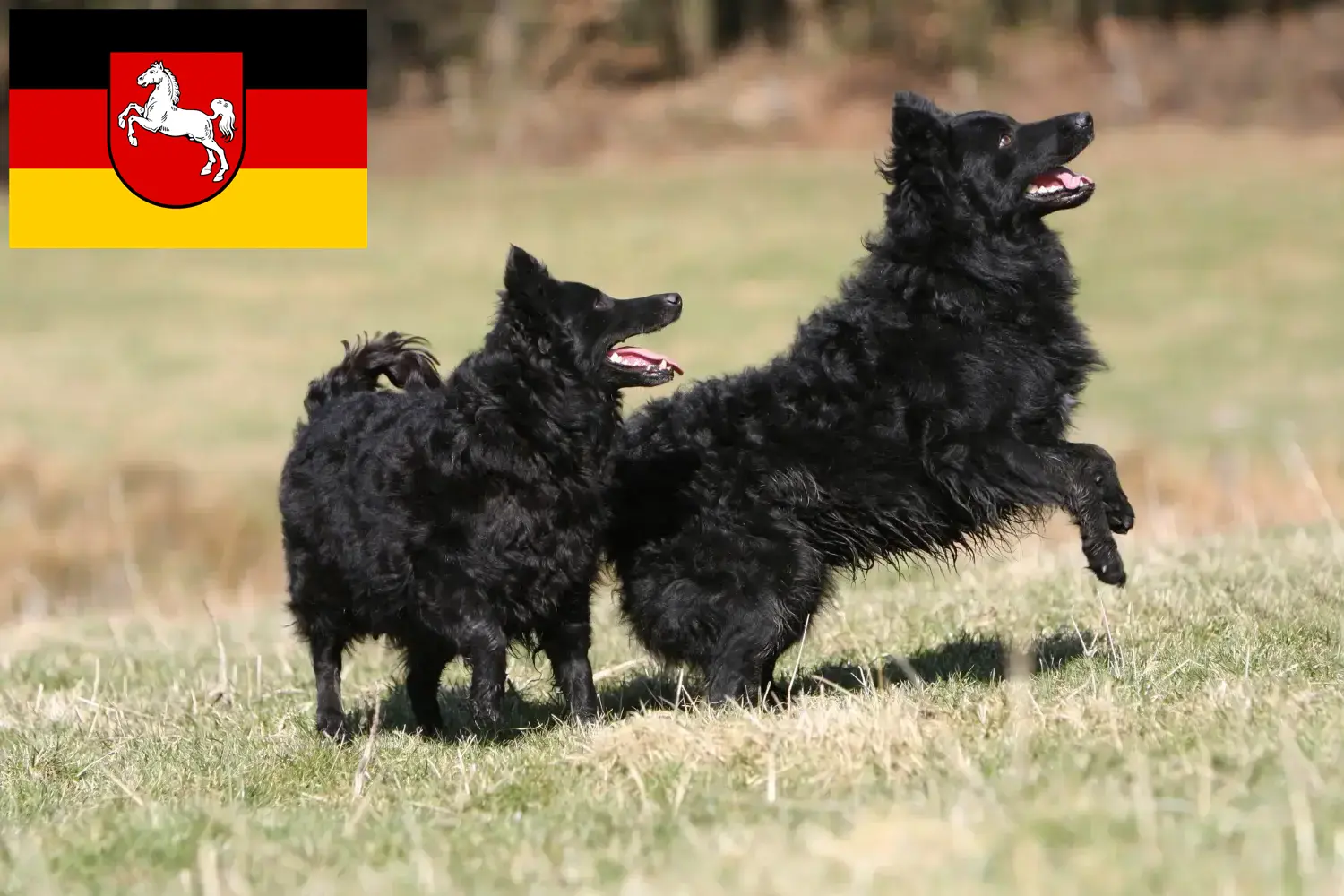 Read more about the article Mudi breeders and puppies in Lower Saxony