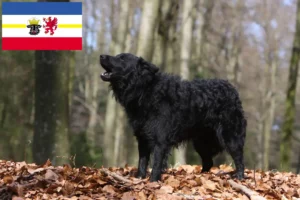 Read more about the article Mudi breeders and puppies in Mecklenburg-Vorpommern