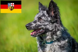 Read more about the article Mudi breeders and puppies in Saarland