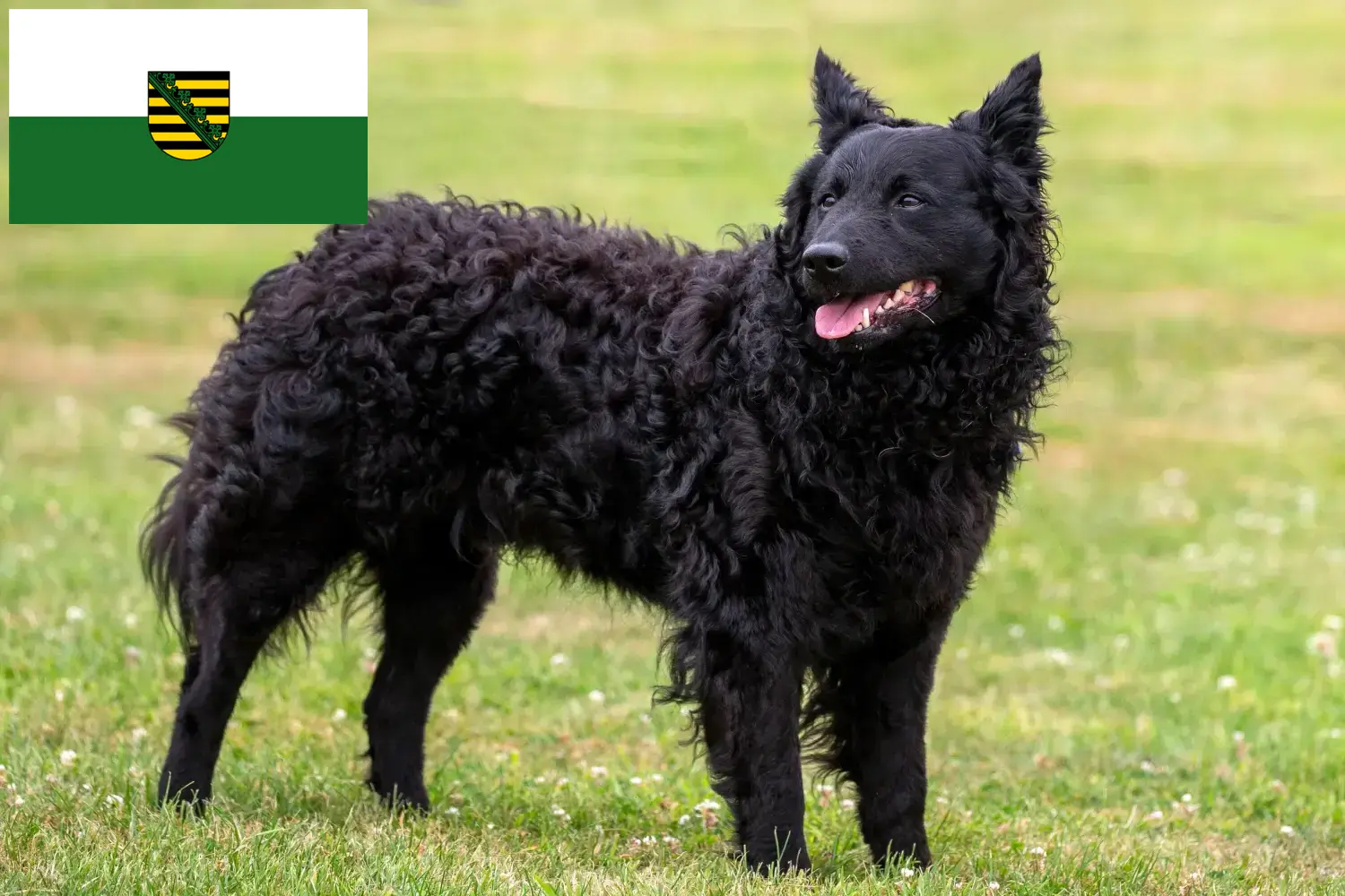 Read more about the article Mudi breeders and puppies in Saxony