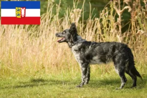 Read more about the article Mudi breeders and puppies in Schleswig-Holstein