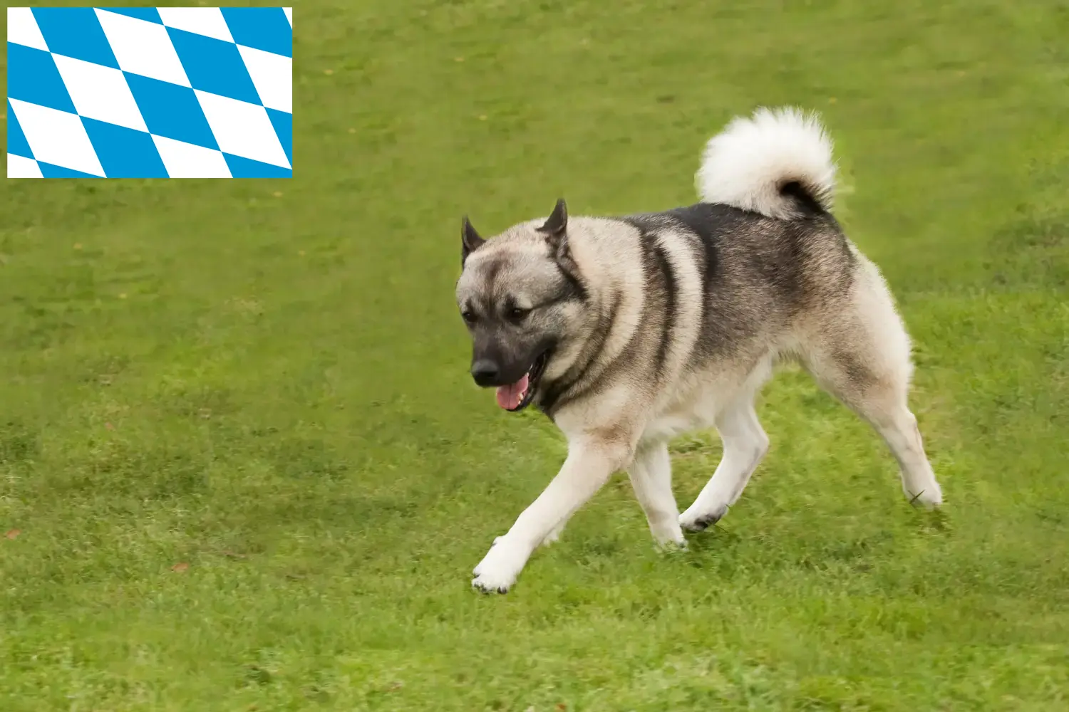 Read more about the article Norwegian Buhund breeders and puppies in Bavaria