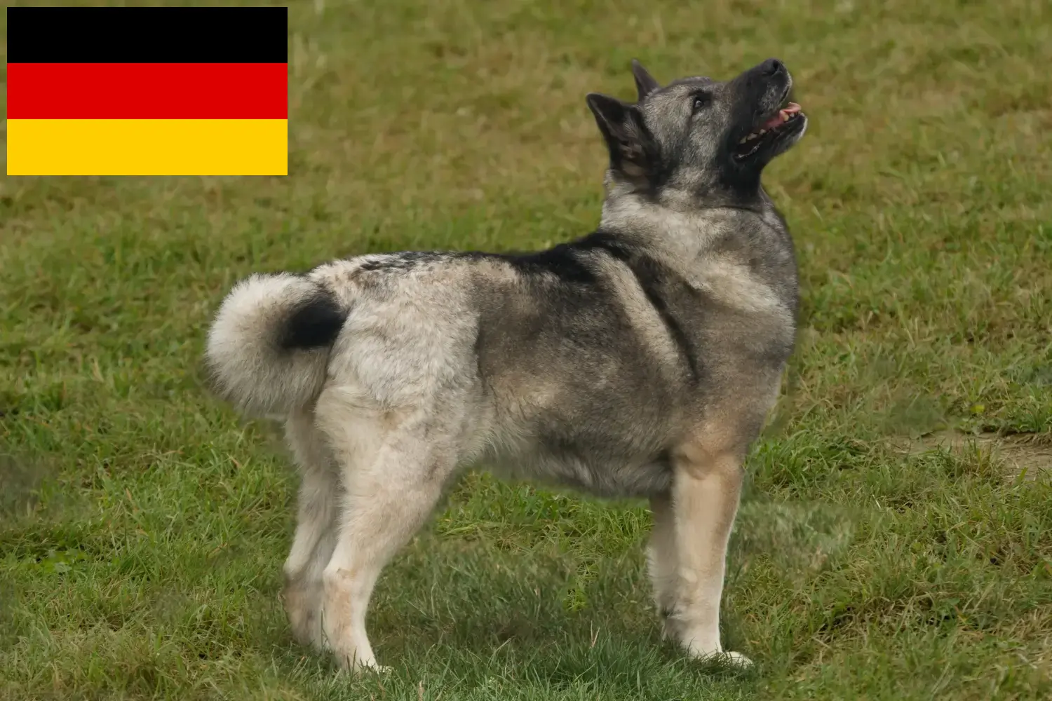 Read more about the article Norwegian Buhund breeders and puppies in Germany