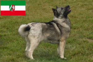 Read more about the article Norwegian Buhund breeders and puppies in North Rhine-Westphalia