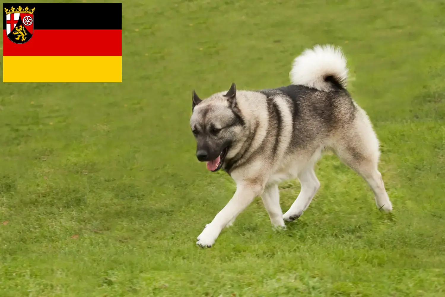 Read more about the article Norwegian Buhund breeders and puppies in Rhineland-Palatinate