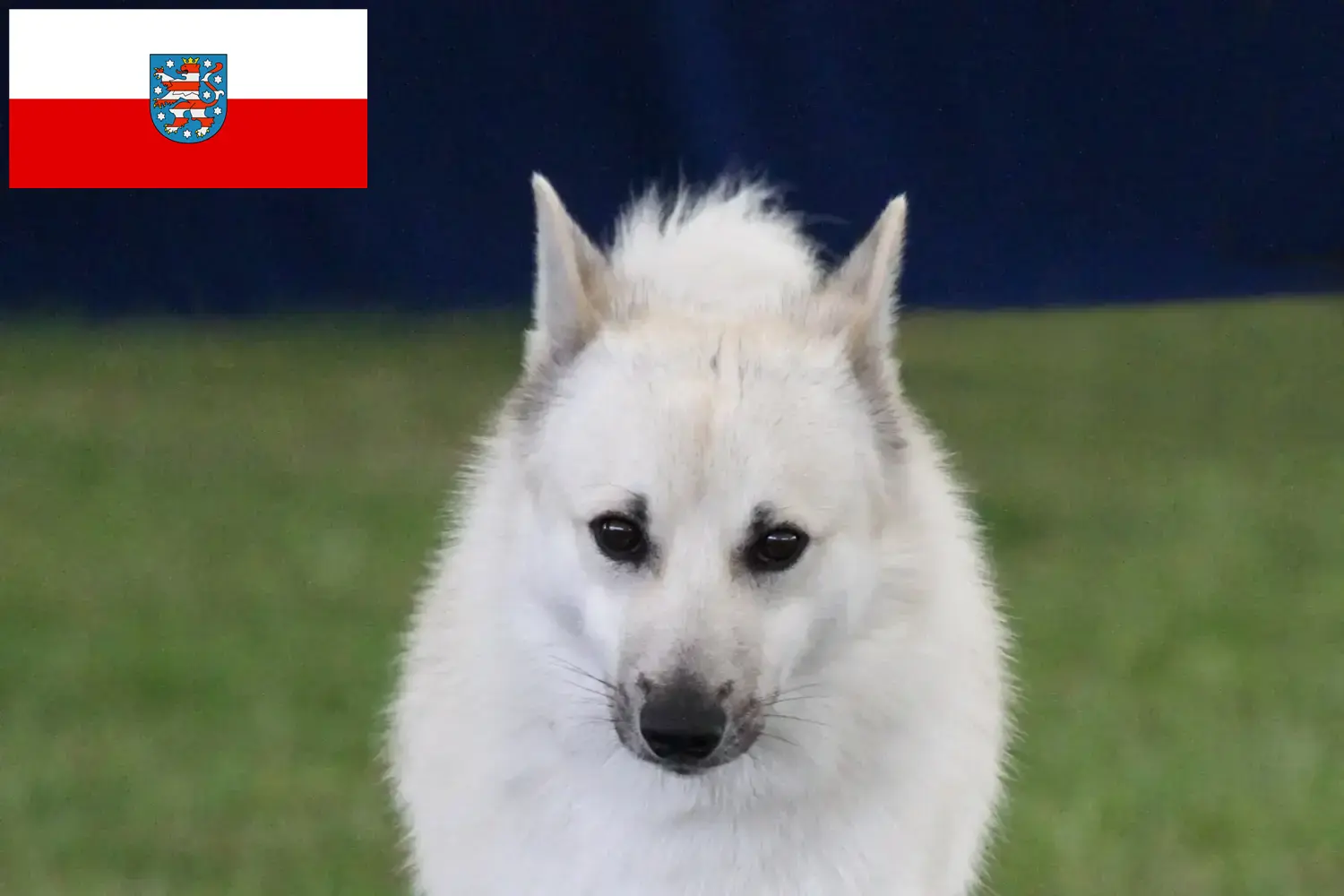 Read more about the article Norwegian Buhund breeder and puppies in Thuringia