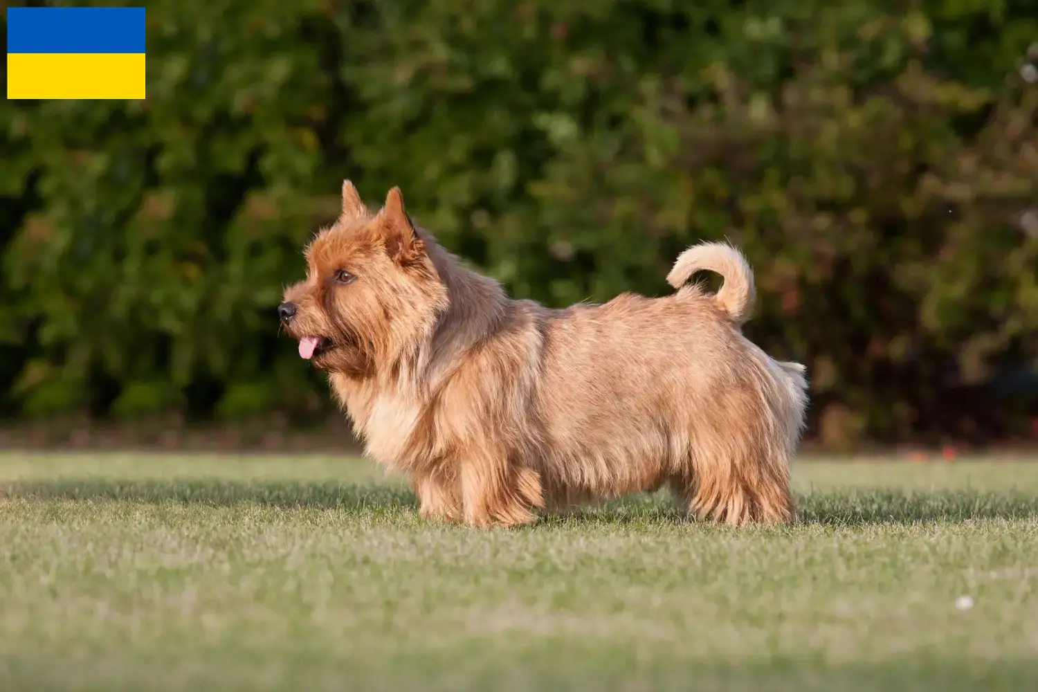Read more about the article Norwich Terrier breeders and puppies in Ukraine