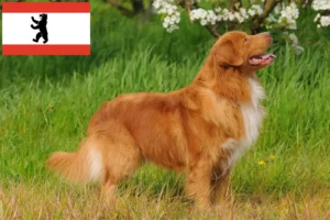 Read more about the article Nova Scotia Duck Tolling Retriever breeders and puppies in Berlin