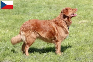 Read more about the article Nova Scotia Duck Tolling Retriever breeders and puppies in the Czech Republic