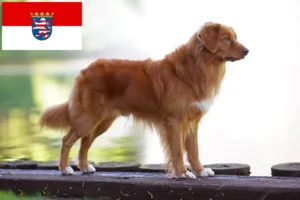 Read more about the article Nova Scotia Duck Tolling Retriever breeders and puppies in Hessen