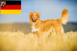 Read more about the article Nova Scotia Duck Tolling Retriever breeders and puppies in Rhineland-Palatinate