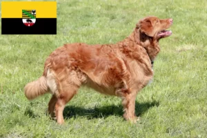 Read more about the article Nova Scotia Duck Tolling Retriever breeders and puppies in Saxony-Anhalt