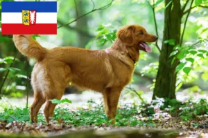 Read more about the article Nova Scotia Duck Tolling Retriever breeders and puppies in Schleswig-Holstein